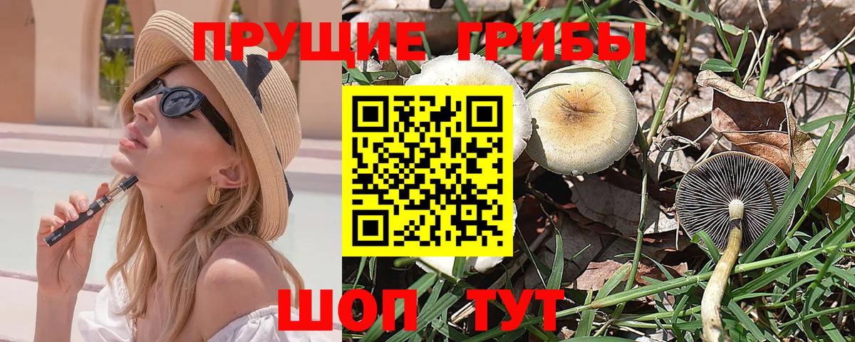 Псилоцибиновые грибы Psilocybe Новокубанск